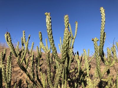 Cylindropuntia bernardina, photographed by nmoorhatch