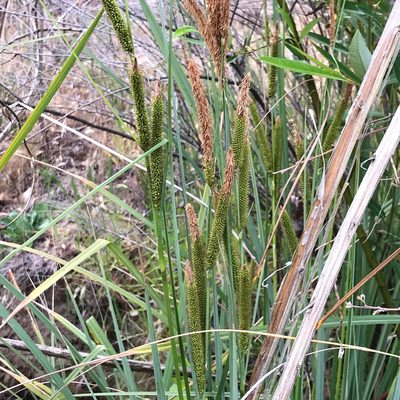 Carex spissa, photographed by Amy Huie