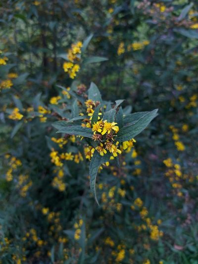 Calea urticifolia, photographed by Juan J. Morales-Trejo