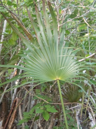 Coccothrinax proctorii, photographed by marique