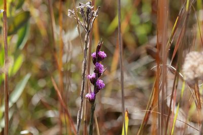 Carphephorus pseudoliatris, photographed by Lauren McLaurin