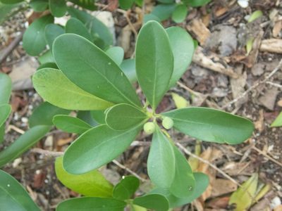 Canella winterana, photographed by marique