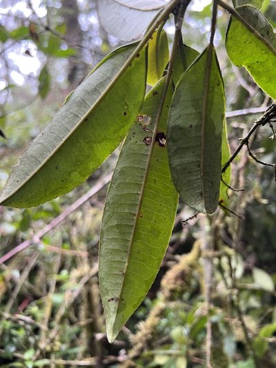 Sapium stylare, photographed by Nicolás Baresch Uribe