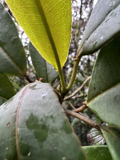 Sapium stylare, photographed by Nicolás Baresch Uribe
