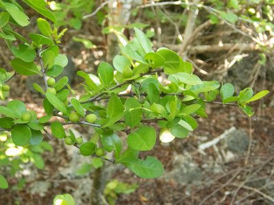 Randia aculeata, photographed by marique
