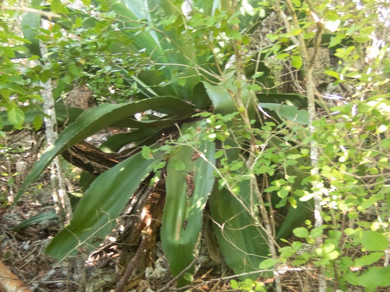 Agave caymanensis, photographed by marique