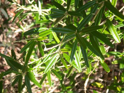 Croton linearis, photographed by marique