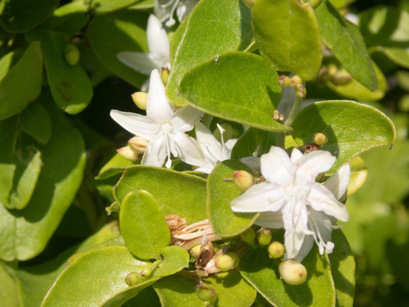 Jacquemontia havanensis, photographed by marique