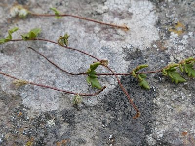 Cheilanthes distans, photographed by Alice Shanks