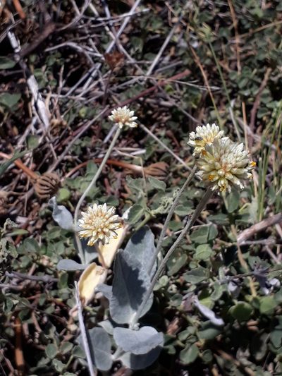 Pfaffia gnaphalioides, photographed by Lauu