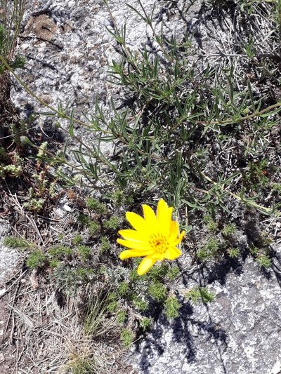 Zexmenia buphtalmiflora, photographed by Lauu