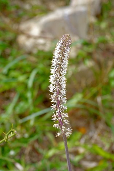 Schoenocaulon ghiesbreghtii, photographed by Michelle W. （鍾偉瑋）