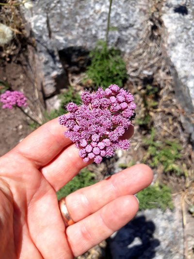 Gyptis tanacetifolia, photographed by Lauu