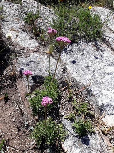 Gyptis tanacetifolia, photographed by Lauu