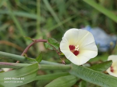 Xenostegia tridentata, photographed by Ong Jyh Seng