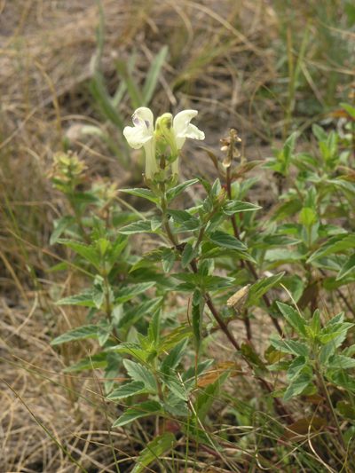 Scutellaria supina, photographed by Oleg Kosterin