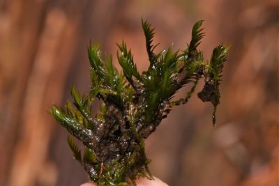 Fissidens grandifrons, photographed by Braden J. Judson