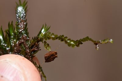 Chiloscyphus polyanthos, photographed by Braden J. Judson