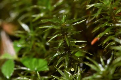 Timmia austriaca, photographed by Braden J. Judson