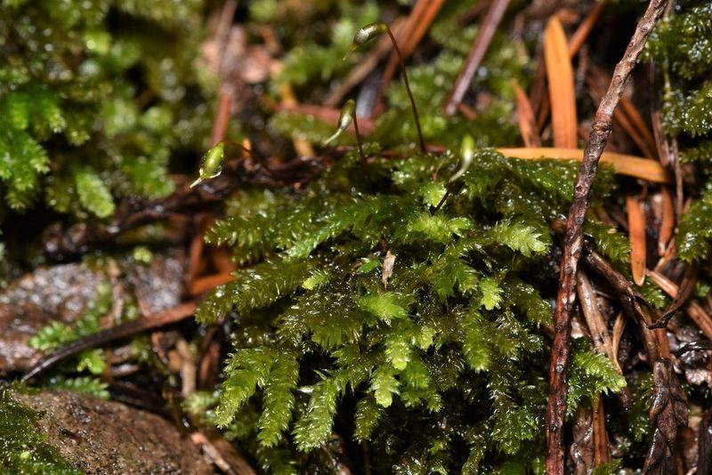 Eurhynchiastrum pulchellum, photographed by Braden J. Judson