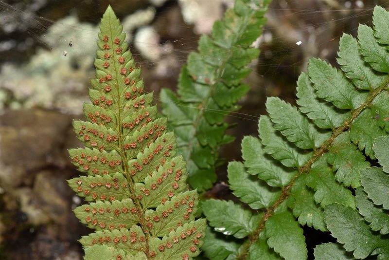 Polystichum californicum, photographed by Braden J. Judson