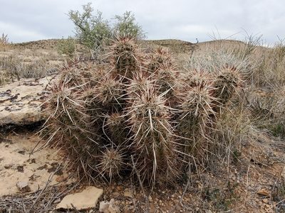 Echinocereus relictus, photographed by Trevor Harding
