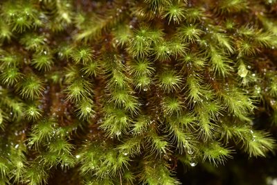 Anacolia menziesii, photographed by Braden J. Judson