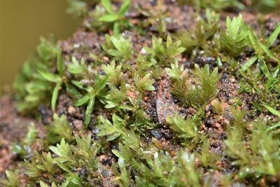 Fissidens bryoides, photographed by Braden J. Judson