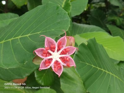 Dillenia suffruticosa, photographed by Ong Jyh Seng