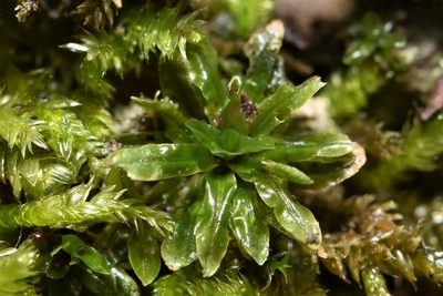 Encalypta procera, photographed by Braden J. Judson