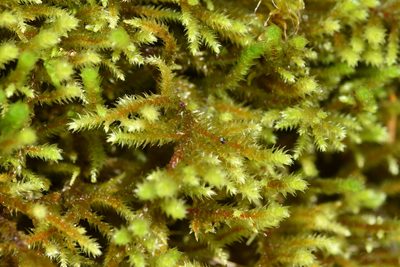 Antitrichia californica, photographed by Braden J. Judson