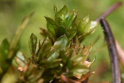 Mnium spinulosum, photographed by Braden J. Judson
