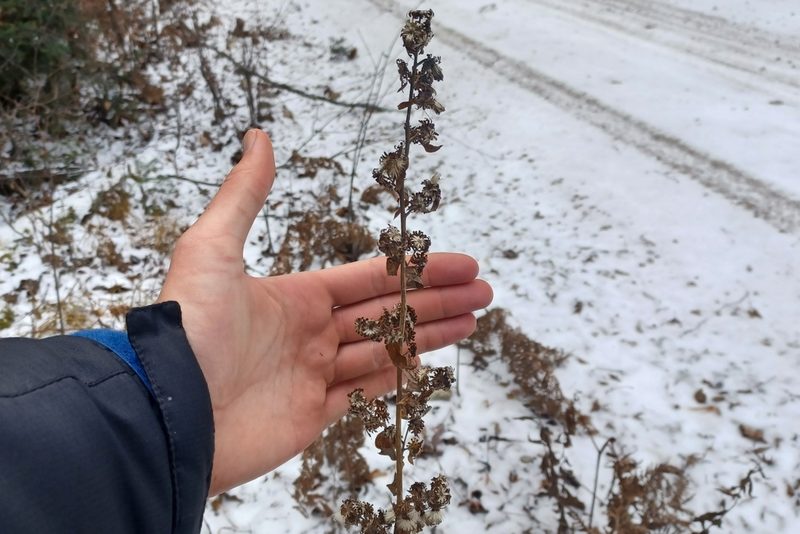 Solidago squarrosa, photographed by Quinten Wiegersma