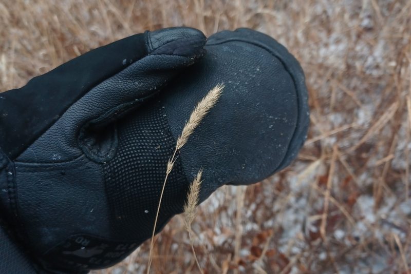 Muhlenbergia glomerata, photographed by Quinten Wiegersma