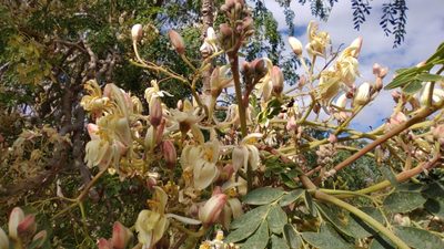 Moringa oleifera, photographed by Destino Trail