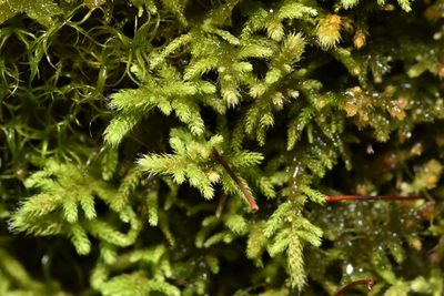Claopodium bolanderi, photographed by Braden J. Judson
