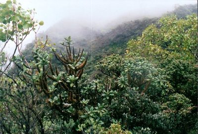 Melicope clusiifolia, photographed by Jason Hernandez
