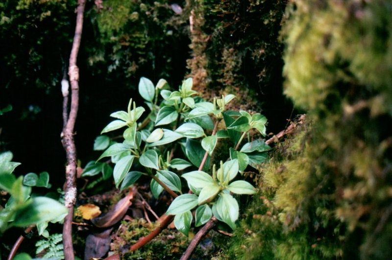 Peperomia macraeana, photographed by Jason Hernandez