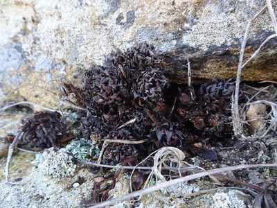 Orobanche californica, photographed by Thomas Koffel