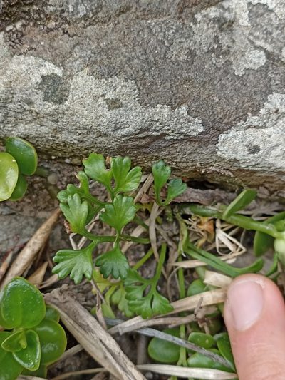 Asplenium haurakiense, photographed by Oscar Dove