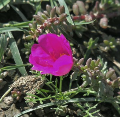 Portulaca gilliesii, photographed by Hugo Hulsberg