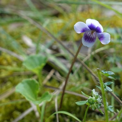 Viola hederacea, photographed by yatesy