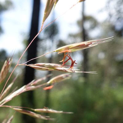 Rytidosperma pallidum, photographed by yatesy