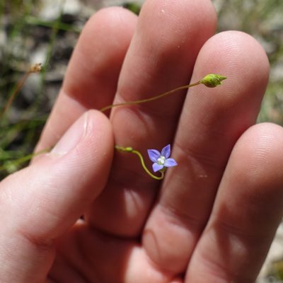 Wahlenbergia gracilis, photographed by yatesy