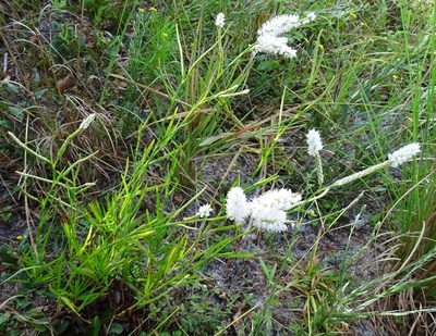 Polygonella robusta
