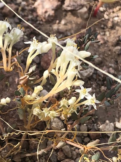 Cuscuta umbellata, photographed by Jared Shorma