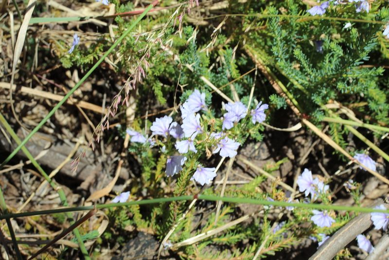 Leschenaultia floribunda, photographed by Em Lamond