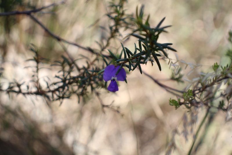 Hovea pungens, photographed by Em Lamond