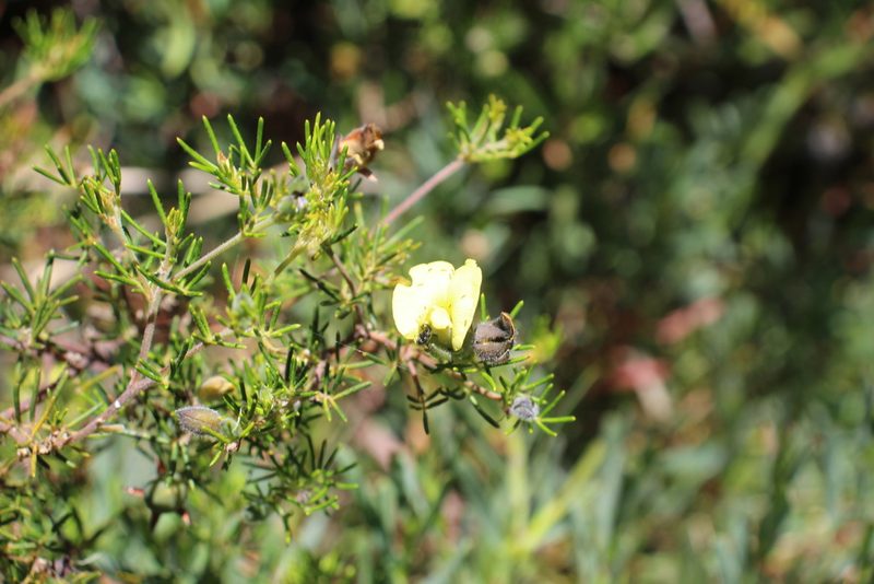 Gompholobium tomentosum, photographed by Em Lamond