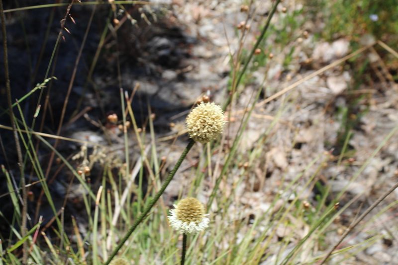 Dasypogon bromeliifolius, photographed by Em Lamond